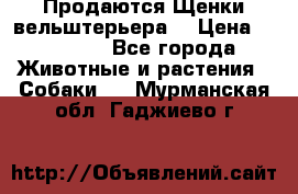 Продаются Щенки вельштерьера  › Цена ­ 27 000 - Все города Животные и растения » Собаки   . Мурманская обл.,Гаджиево г.